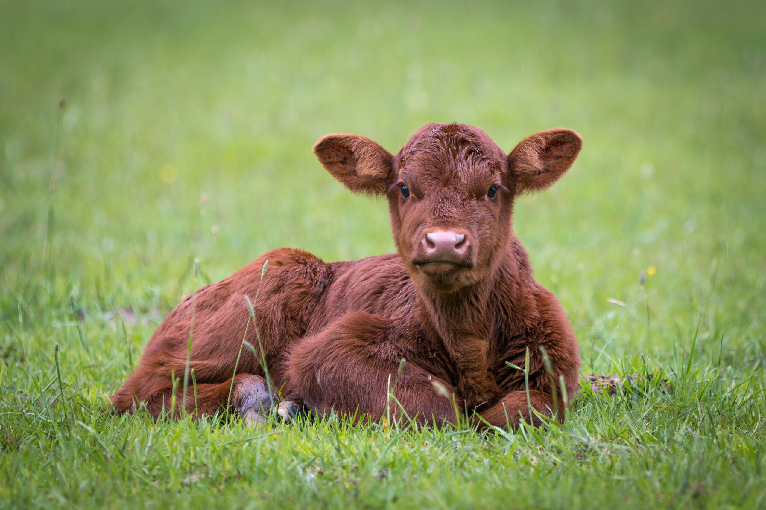 Calf