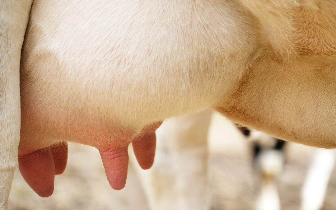 Mastitis u krów – jak rozpoznać problemy i zadbać o zdrowie wymion?