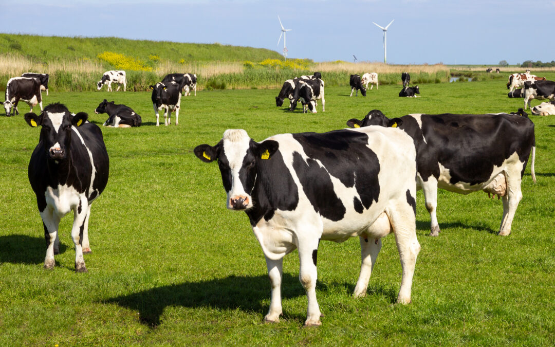 Kwaśny węglan sodu dla bydła – jak działa bufor żwacza i kiedy warto go stosować?