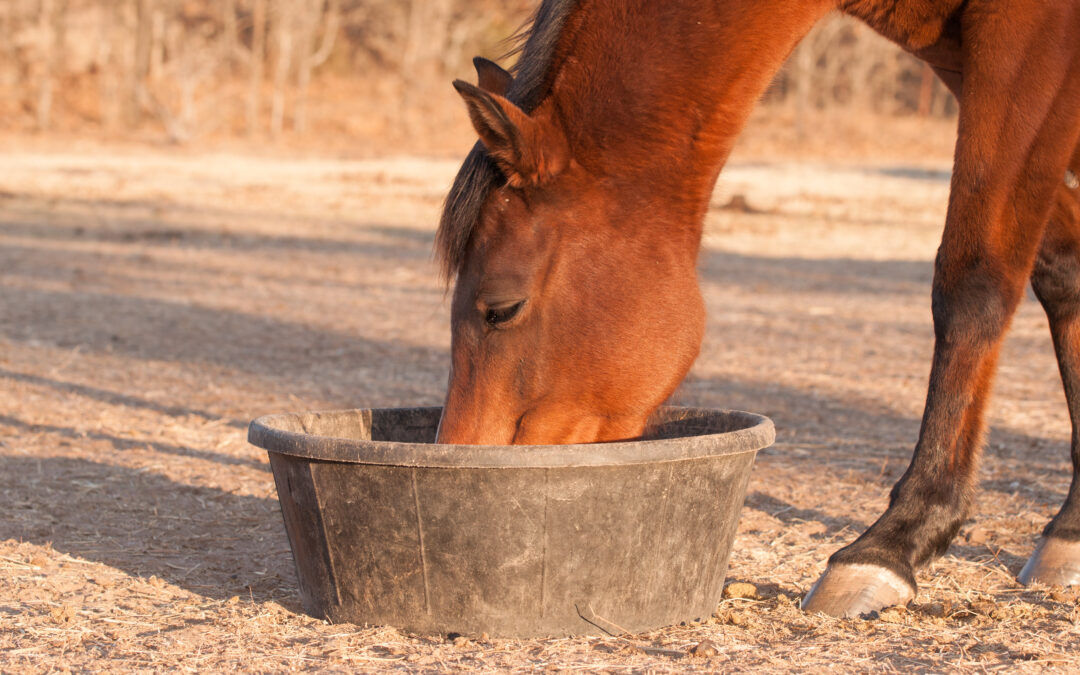 Niemelasowane wysłodki buraczane dla koni – kiedy stosować TOFI HORSES i jak je namaczać?